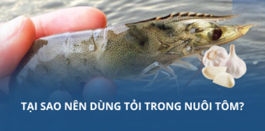Tại sao nên dùng tỏi trong nuôi tôm?
